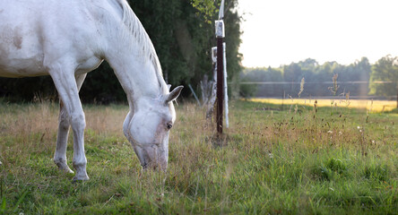 A beautiful white horse grazes on the meadow in the rays of the setting sun