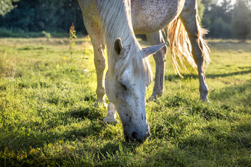 A beautiful white horse grazes on the meadow in the rays of the setting sun