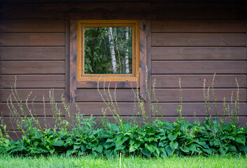 The wall of a rural wooden log house in the forest.