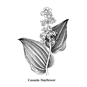 Maianthemum canadense or Canada Mayflower