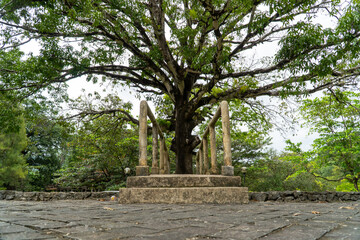 The big tree is old and looks haunted. A big tree in the garden and a stone bridge.