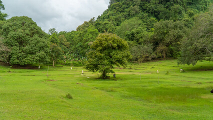 Panorama di pegunungan dengan padang rumput dan pohon tunggal. Landscape with trees