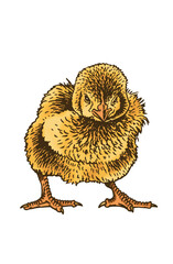 Vector yellow chick isolated on white, color illustration. International egg day graphical element