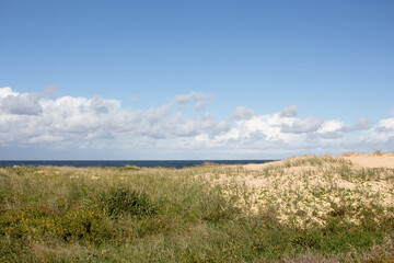 Fototapeta premium grass on the sandy beach