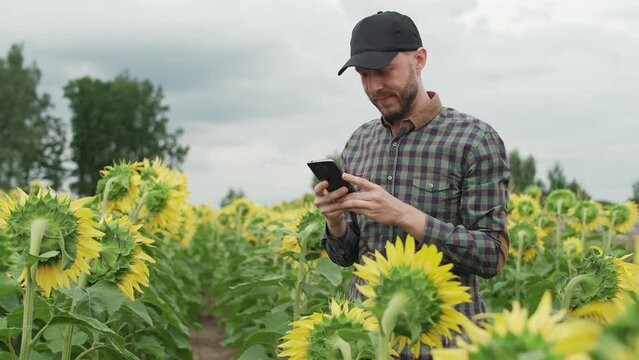 Countryside, farmer standing in a field of sunflowers and takes pictures of yellow flowers on a smartphone.