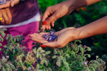 Lavender in Woman's Hands