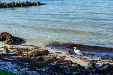 Holmes Beach at Anna Maria Island, Florida