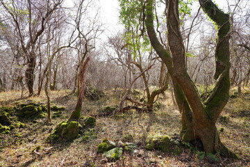 mossy rocks and bare trees in autumn forest