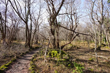 autumn forest and path in the sunlight
