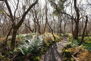 Fototapeta premium autumn forest and path in the sunlight