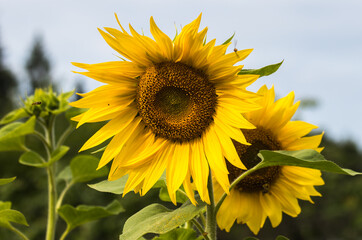 Sunflower in the field