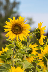 Sunflower field in the summer