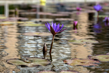 Purple water lily (Nymphaea odorata) in the city pond. Shallow depth of field. Selective focus.