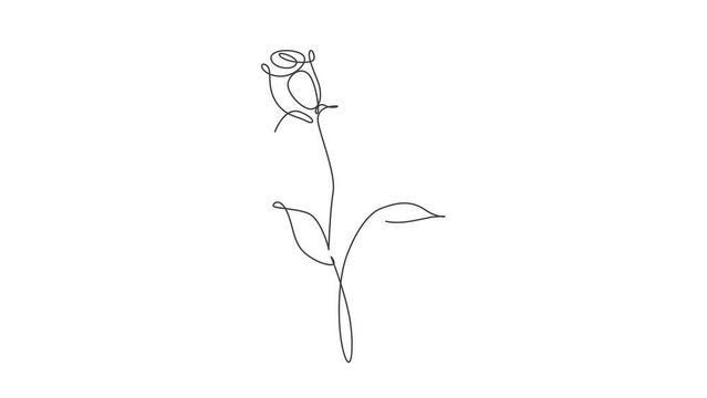 Animated self drawing of continuous line draw beautiful abstract rose flower. Minimal fresh beauty natural concept. Home wall decor, poster, tote bag, fabric print. Full length single line animation.