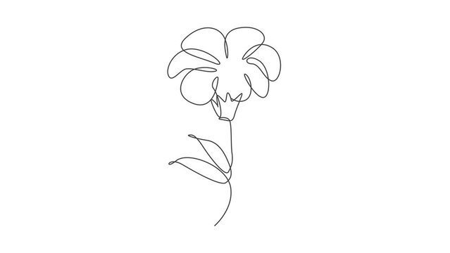 Animation of one single line drawing beauty hibiscus flower. Minimal tropical floral style, love romantic concept for poster, wall decor print. Continuous line self draw animated. Full length motion.