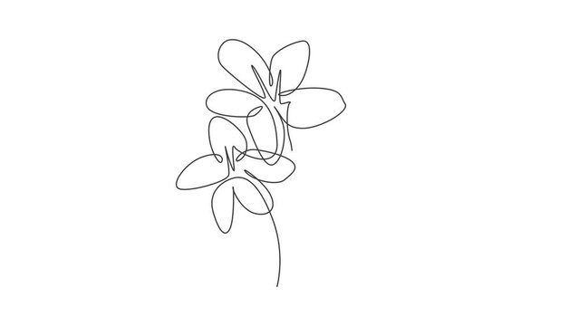 Animation of one single line drawing beauty jasmine flower. Minimal tropical floral style, love romantic concept for poster, wall decor print. Continuous line self draw animated. Full length motion.
