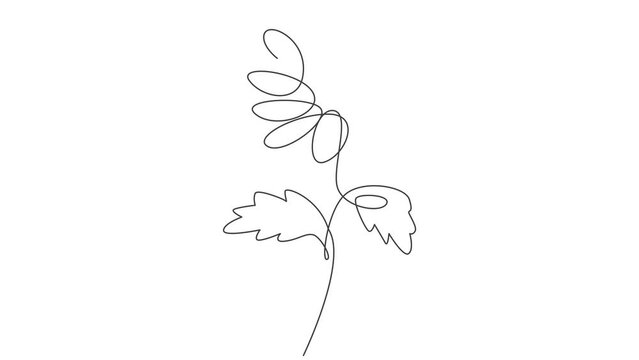 Animated self drawing of continuous line draw minimalist beauty sunflower. Floral concept for posters, wall art, tote bag, mobile case, t-shirt print. Full length one line animation illustration.