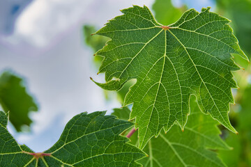 green grape leaf against the sky, visible vascular arrangement of the leaf