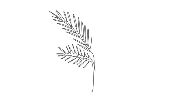 Animation of one line drawing palm faux areca leaf. Tropical leaves minimalistic style, floral pattern concept for poster, wall decor print. Continuous line self draw animated. Full length motion.