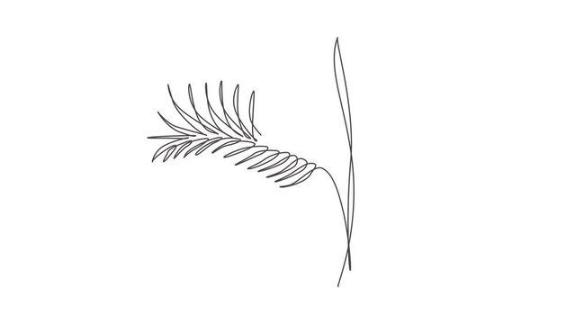 Animation of one line drawing palm faux areca leaf. Tropical leaves style, abstract floral pattern concept for poster, home wall decor print. Continuous line self draw animated. Full length motion.