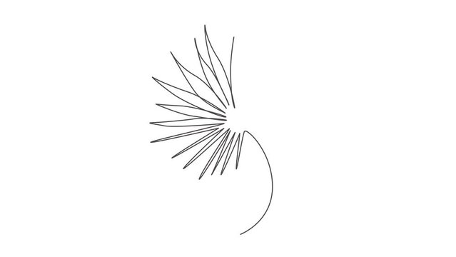 Animated self drawing of single continuous line draw livistona rotundifolia leaf. Botany concept for posters, wall art, tote bag, mobile case, t-shir, sticker print. Full length one line animation.