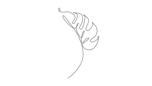 Animation of one single line drawing monstera leaf. Minimal tropical leaves abstract floral pattern concept for poster, wall decor print. Continuous line self draw animated. Full length motion.