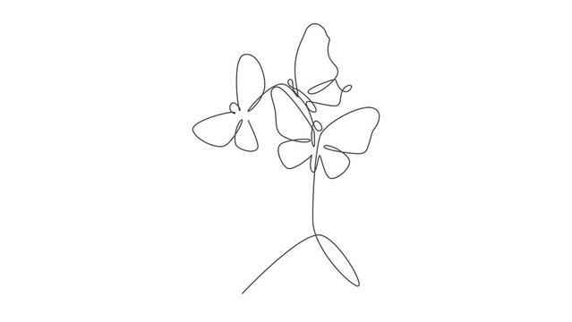 Animation of one line drawing woman with butterfly line art. Female abstract face butterfly botany portrait minimalistic print style concept. Continuous line self draw animated. Full length motion.