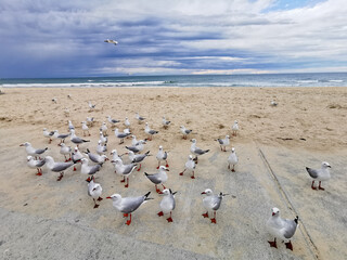 Many seagulls stand and walk near the sandy beach in the calm afternoon near the sea