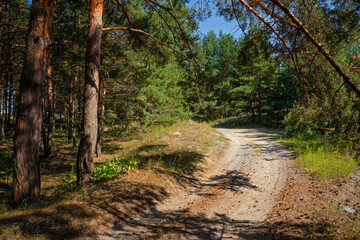 Road in a pine forest in summer on a sunny day
