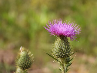 Thistle closeup in the summer