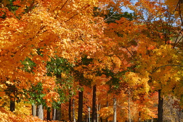 Colorful orange and yellow leaves on trees in park in autumn season