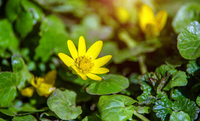 Yellow Lesser celandine flowers in spring on a green natural background

