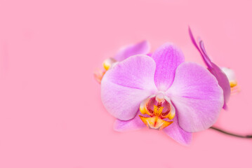 Fototapeta na wymiar A branch of purple orchids lies on a pink background 