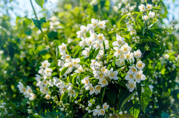 Jasmine blossom branch in the garden in spring
