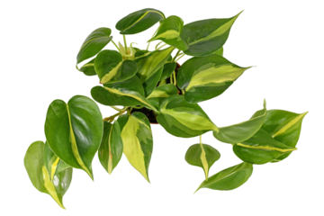 Top view of tropical 'Philodendron Hederaceum Scandens Brasil' creeper house plant with yellow stripes on transparent background