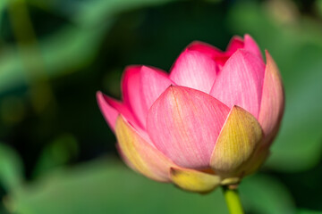 A pink lotus flower sways in the wind. Against the background of their green leaves. Lotus field on the lake in natural environment.