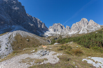 Fototapeta na wymiar Panorama of Cima Undici and Croda Rossa di Sesto Mountain in Comelico region with green meadows and blue sky, Dolomites, Italy. Dog in the center of the photo