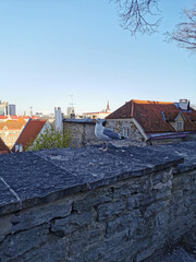 A cormorant bird stands on a part of a medieval defensive wall on the lower observation deck, from where you can see the orange tiled roofs of houses. Wanalynn area.