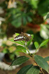 Exotic tropical rare breed butterfly in a detail closeup photo. Beautiful insects of the world, nature details photography.
