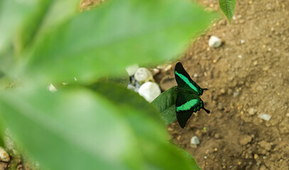 Emerald swallowtail or peacock butterfly (Papilio palinurus) in a detail closeup photo. Beautiful insects of the world, nature details photography.
