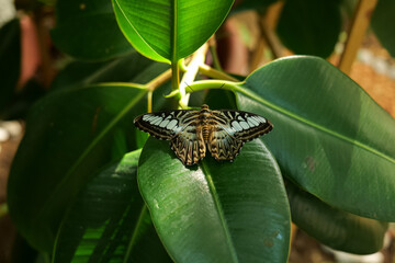Exotic tropical rare breed butterfly in a detail closeup photo. Beautiful insects of the world, nature details photography.