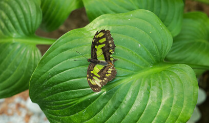 Malachite (Siproeta stelenes) butterfly in a 4k closeup photo. Beautiful insects of the world, nature details photography.