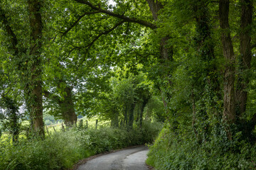 Fototapeta na wymiar Narrow country road with Oak trees. Cardigan, county. Wales. England. UK. United kingdom.