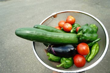 夏野菜