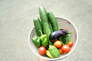 夏野菜