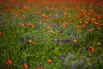 a field of red poppies on a sunny summer day