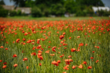 Fototapeta na wymiar a field of red poppies on a sunny summer day