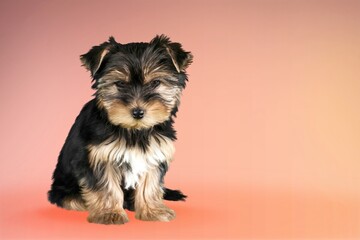 Cute domestic dog sitting in front background