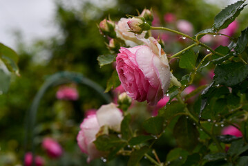 雨に打たれる薔薇