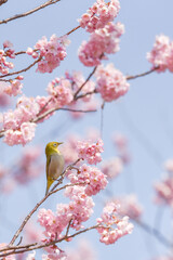 桜の木の上に止まるメジロ